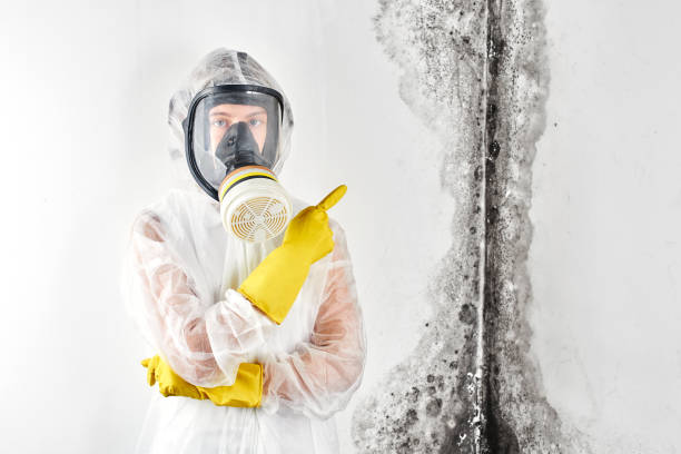 Best Mold Remediation for Healthcare Facilities in Snowmass Village, CO