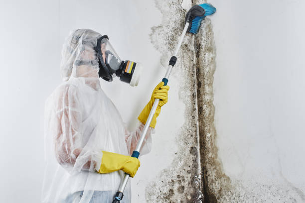 Best Mold Odor Removal Services in Snowmass Village, CO