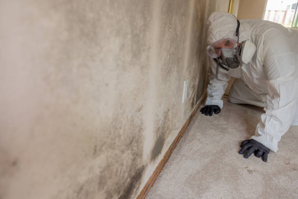 Best Basement Mold Removal in Snowmass Village, CO